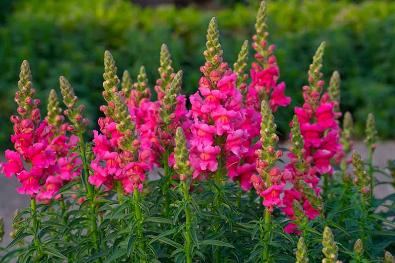 Bright Pink Snapdragon Flower Seeds,Vivid & Eye-Catching Blooms