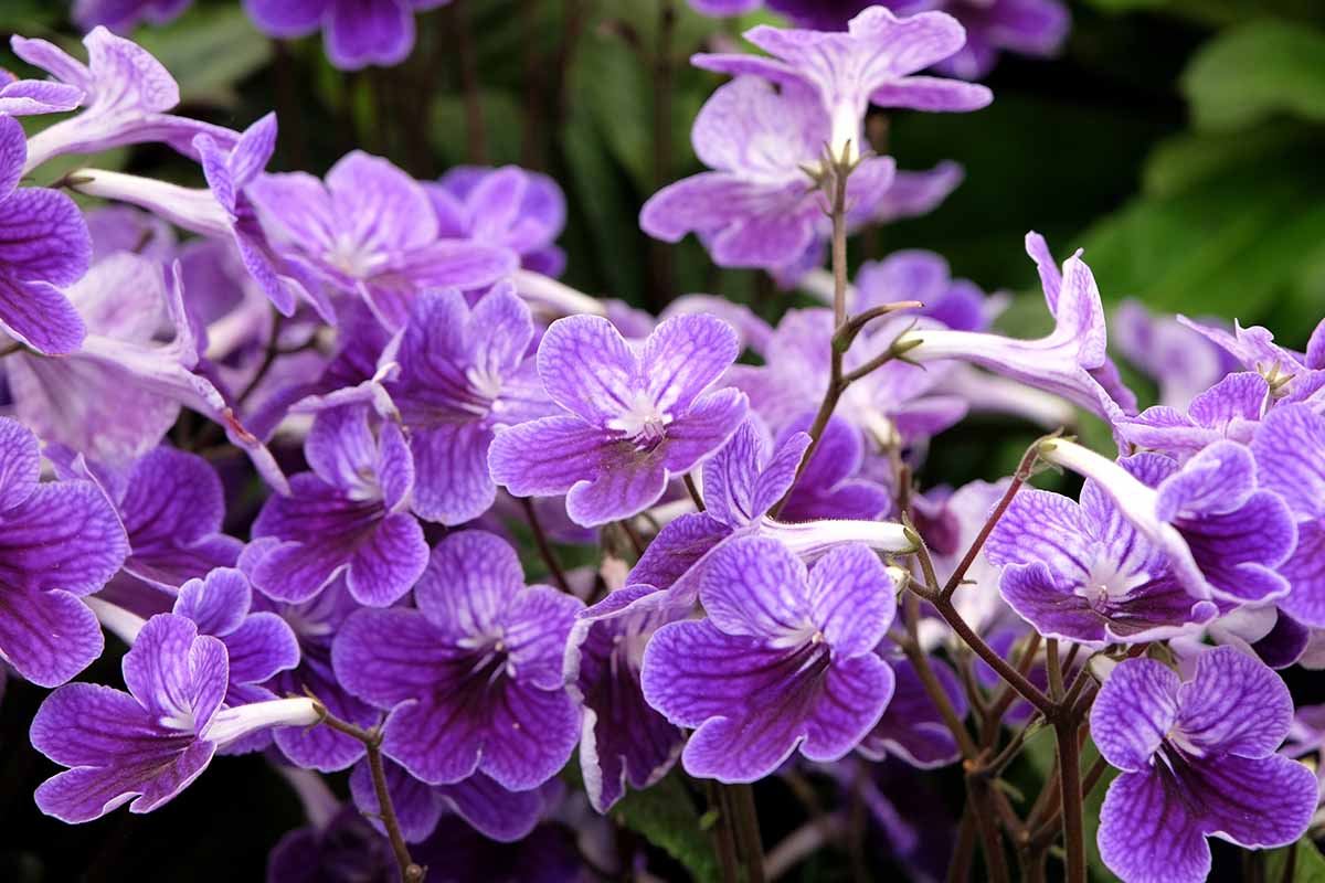 Semillas de Streptocarpus – Variedad Premium para Floración para Jardines Vibrantes de Interior y Exterior