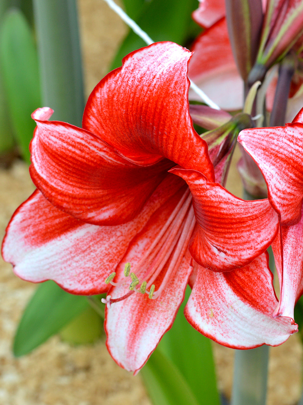 Vibrant Amaryllis Bulbs for a Perfect Garden Ensemble(3 Bulbs in a pack for planting)