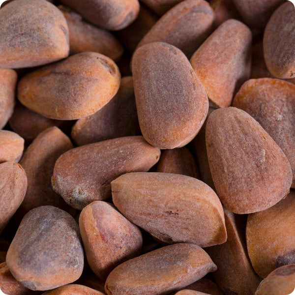 Korean Pine (Pinus koraiensis) – Seeds