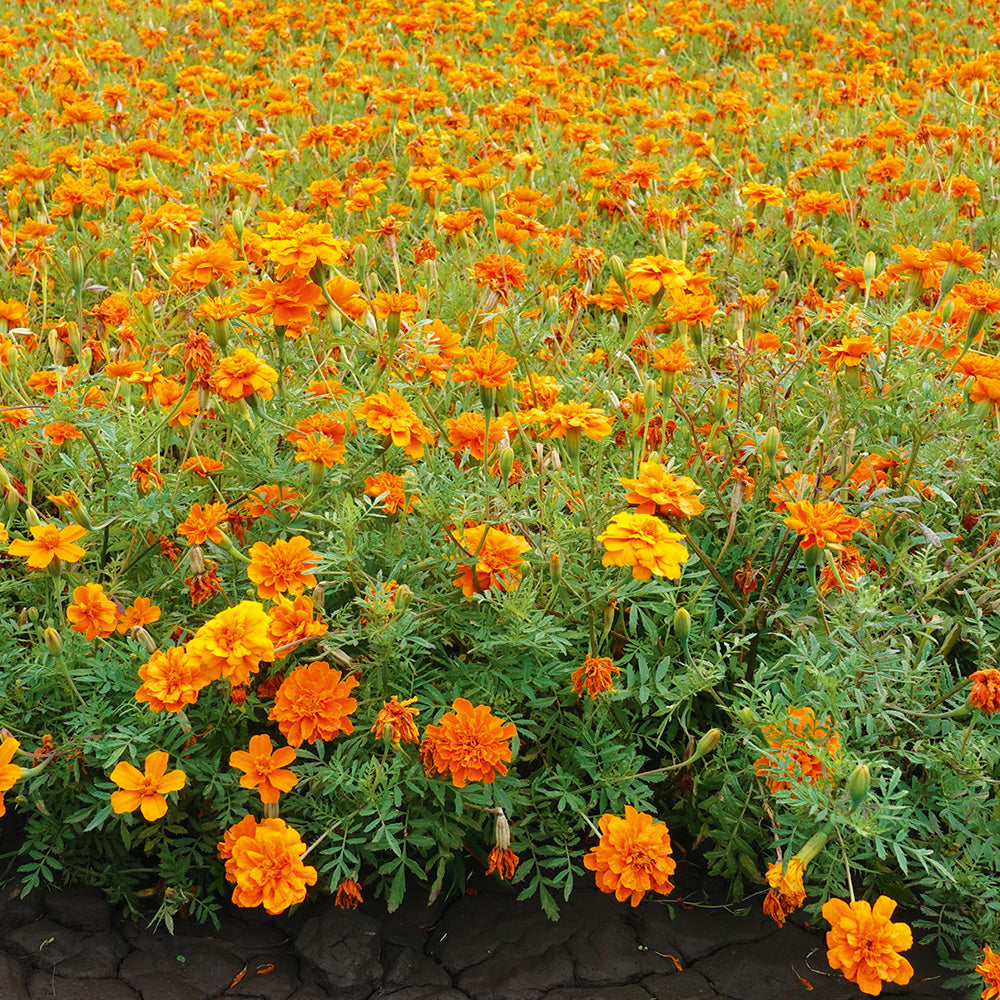 Mezcla Fantástica de Caléndula Africana Exotic Blooms Vibrante y Versátil