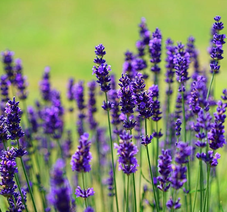 Semillas de Lavanda Portuguesa (Lavandula latifolia) – Flores Fragantes para Jardines y Paisajismo