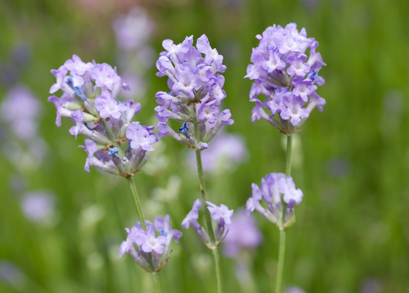 Semillas de Lavanda Azul Hielo – Flores Escarchadas Únicas para Jardines y Ramos Fragantes