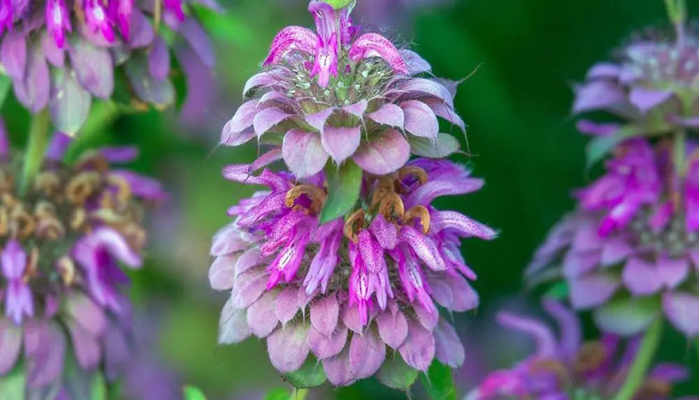 Non-GMO Bee Balm Seeds with Purple Blooms for Home Gardens