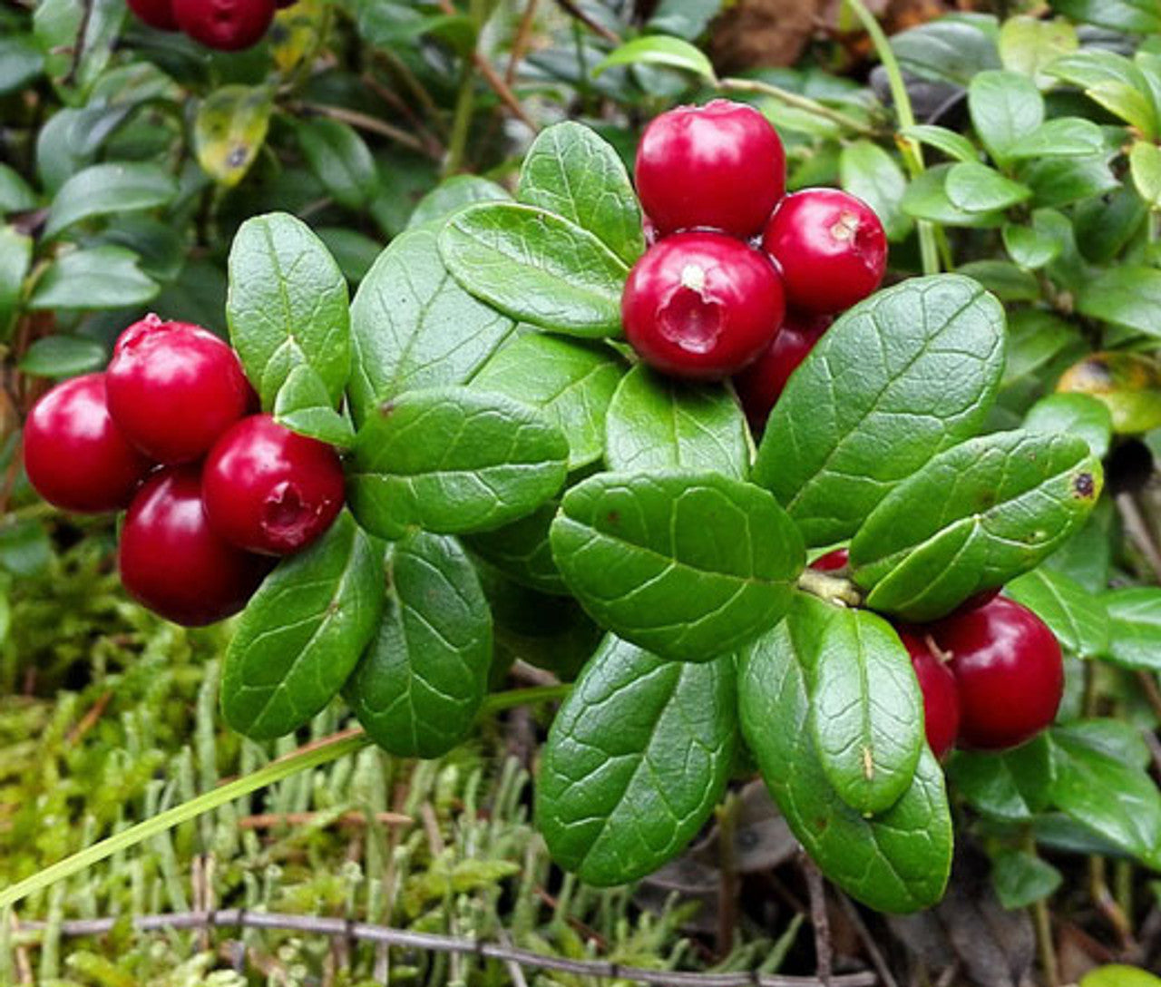 Lingonberry seeds for planting non-GMO variety