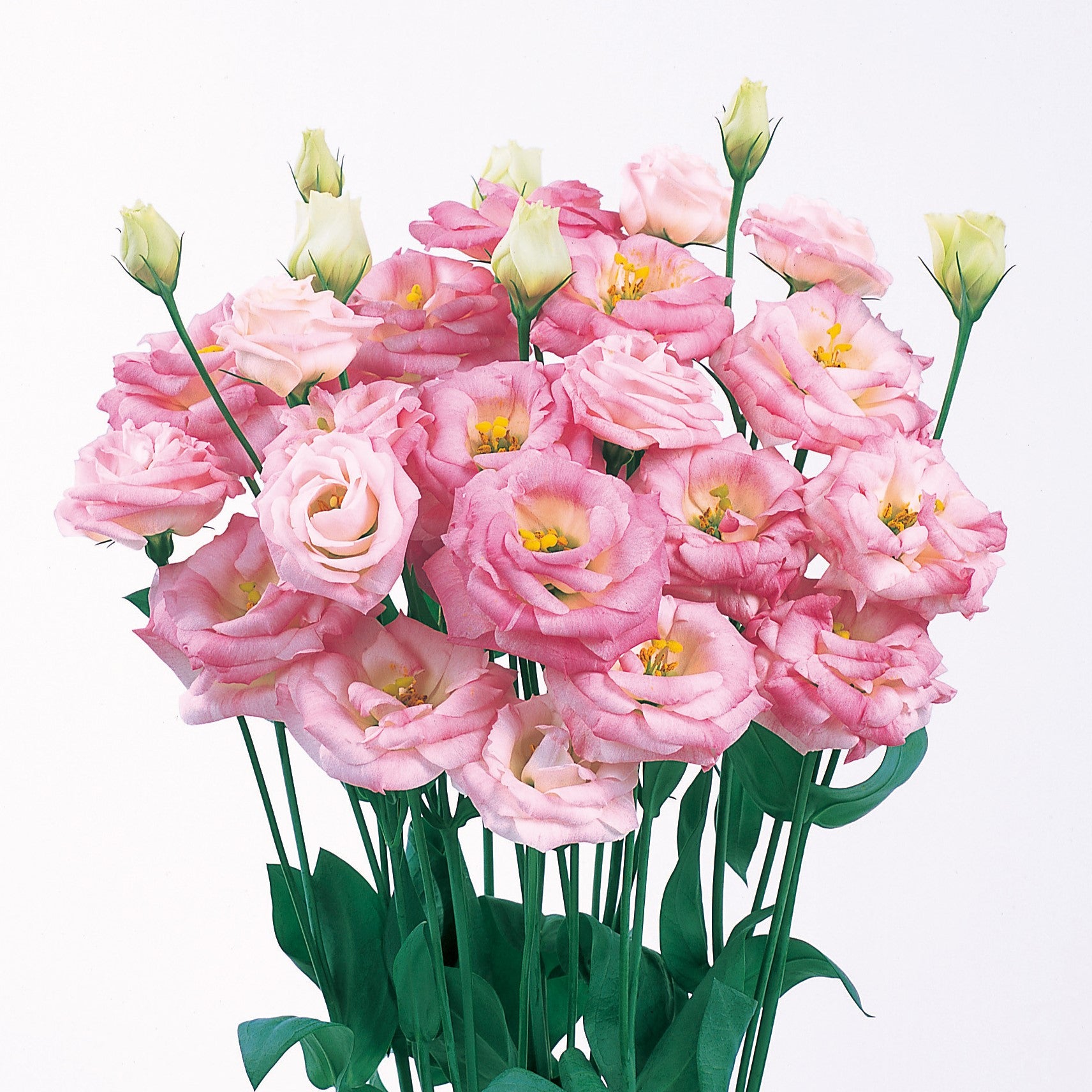 Lisianthus Rosita Pink Flash Seeds, Vibrant Pink Blooms for Stunning Gardens & Bouquets