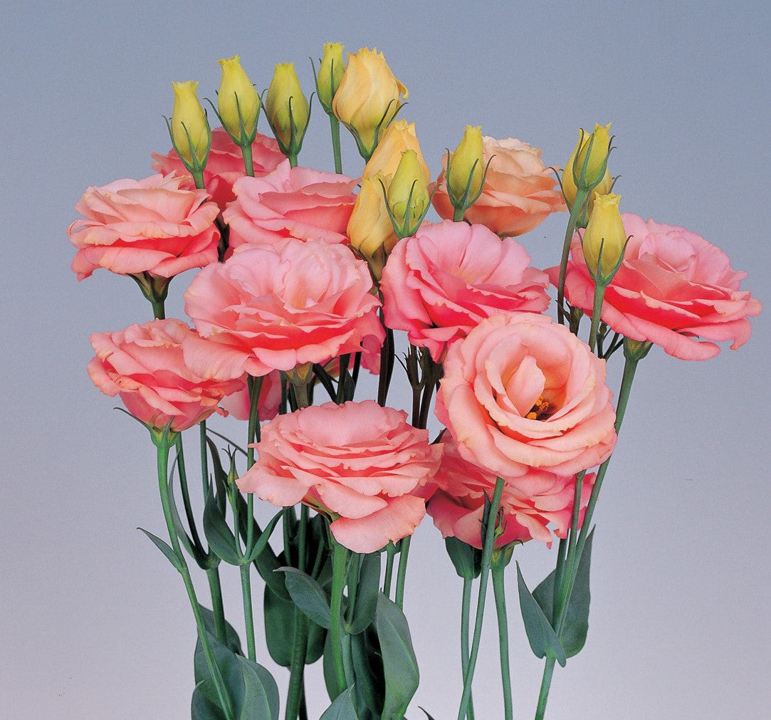 Semillas de Lisianthus Rosita 2 Albaricoque, Flores Suaves de Albaricoque para Jardines Elegantes y Ramos