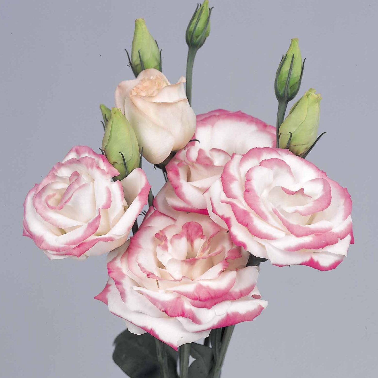 Lisianthus Rosita 2 Hot Lips Seeds, Bold Pink & White Blooms for Vibrant Gardens & Bouquets