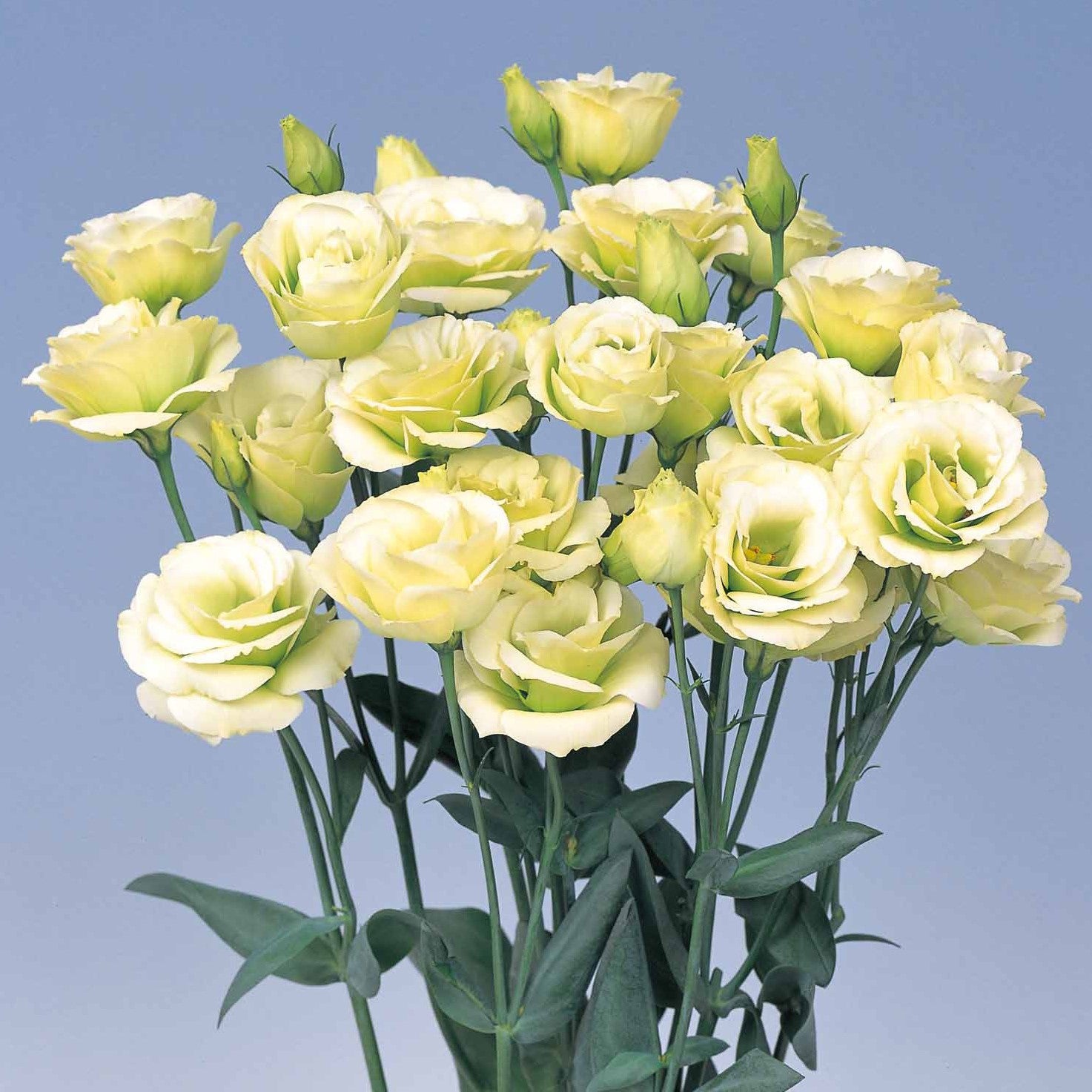 Semi di Lisianthus Rosita 2 Jade, fiori bianco-verdastri morbidi per giardini ed eleganti bouquet