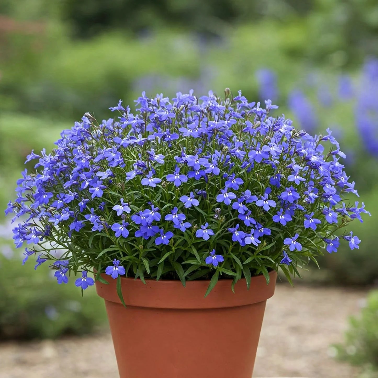 Lobelia Samen (Kobaltblaue Lobelia Samen) - Lebendige blaue Blüten für erfahrene Gärtner