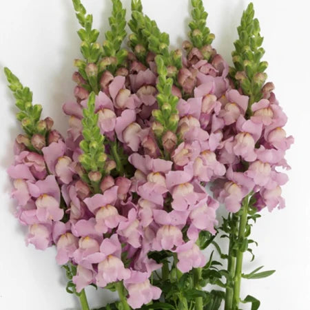 Mauve Snapdragon Flower Seeds – Elegant & Hardy Blooms for Your Garden