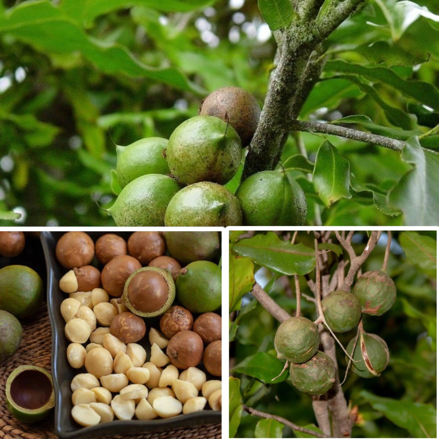 Macadamia Nut Tree Seeds