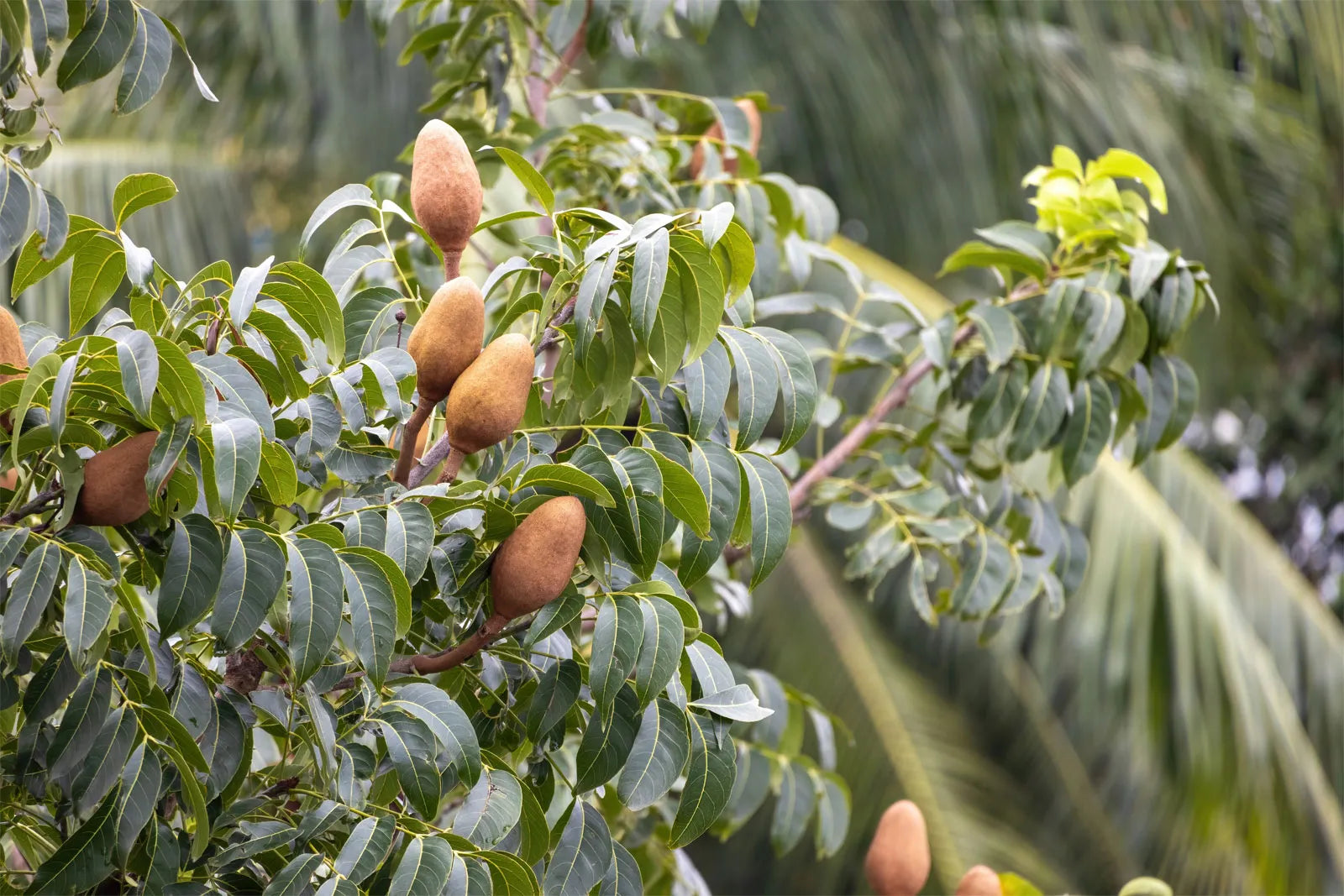 Árbol Nativo Resistente con Madera Fragante y Bayas
