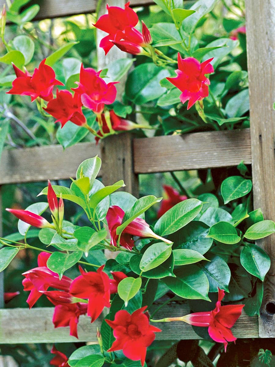 Semi di Fiore di Vite Mandevilla Rossa - Rampicante Tropicale, Istruzioni di Piantagione, Coltiva Fioriture Rosse Vivaci