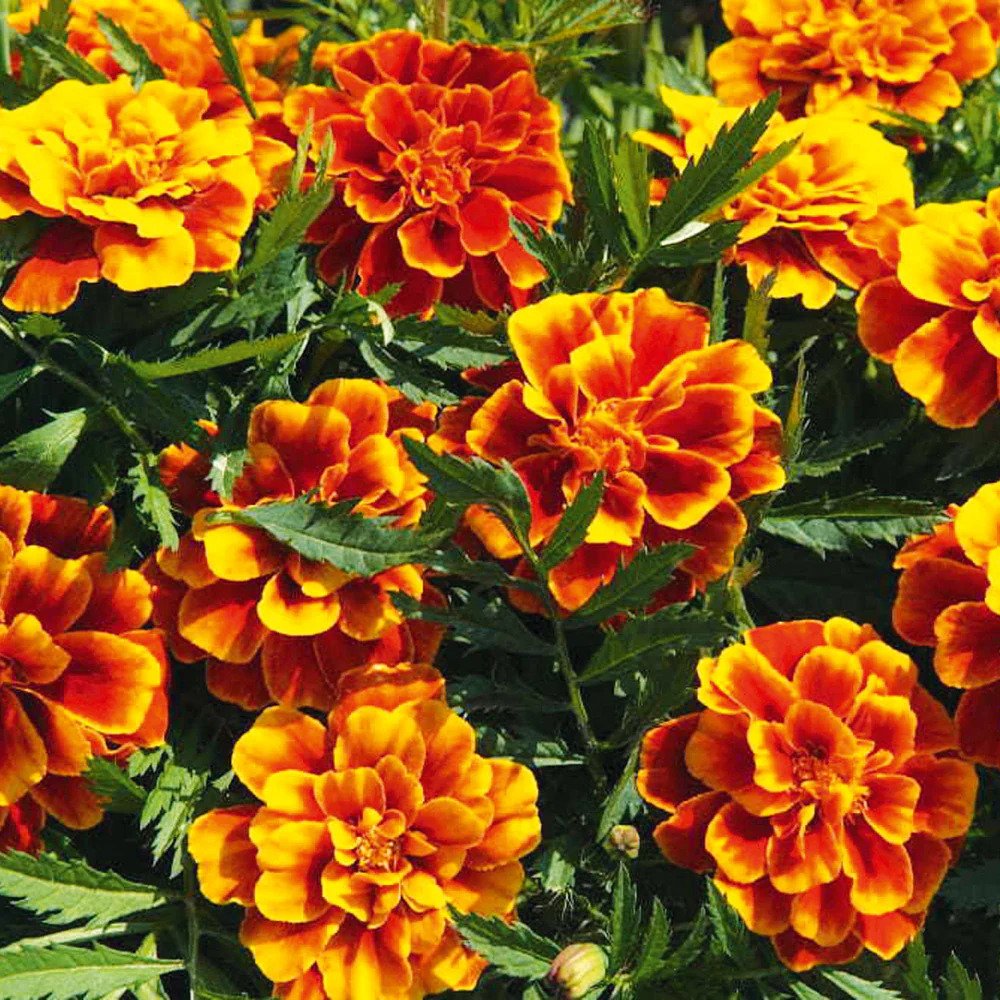French Marigold (Tagetes patula) Seeds, Compact and Vibrant Blooms for Gardens