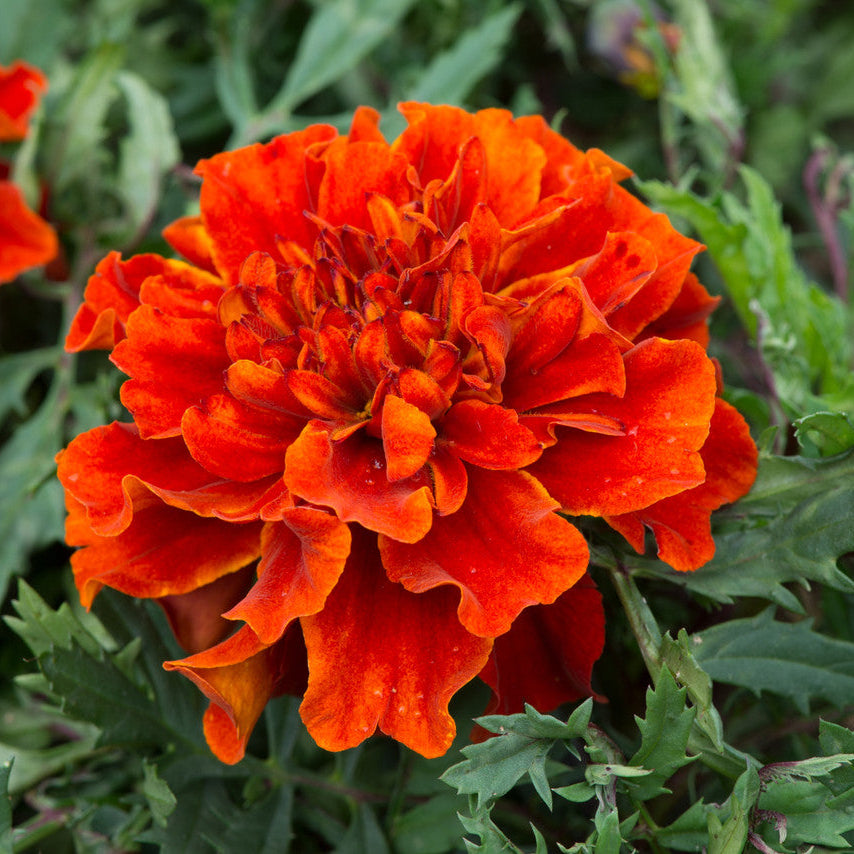 Semillas de caléndula en bronce con reflejos dorados, flores cálidas y radiantes para jardines