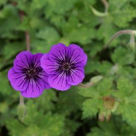 Mauve Geranium Flower Seeds , Soft Elegant Blooms, Easy to Grow, Non-GMO