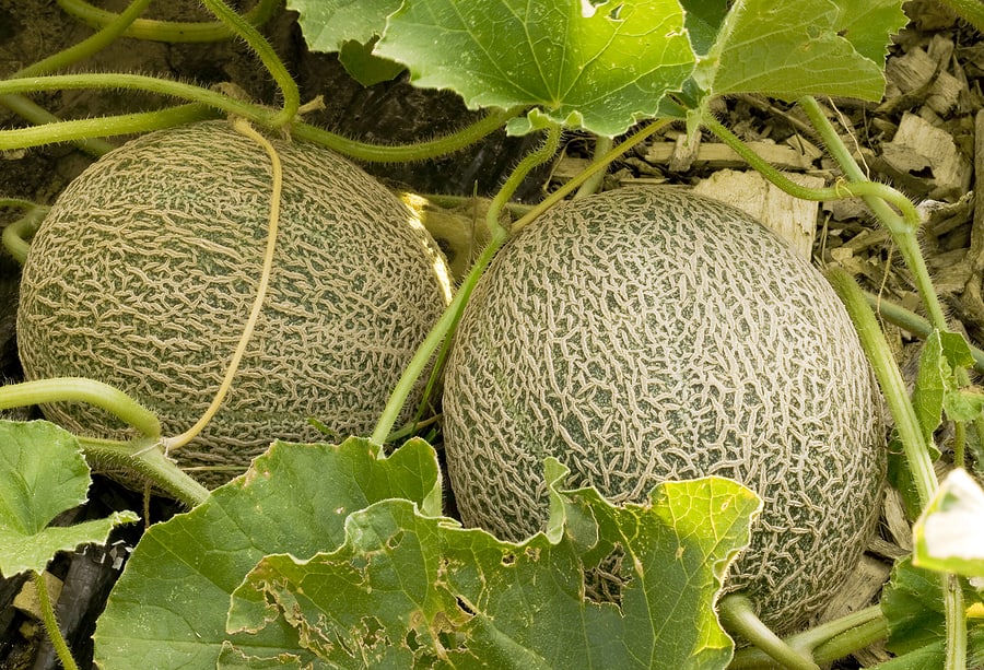 Melon Emir F1 AGM Seeds, High-Quality Fruit Seeds for Planting Delicious Melons in Your Garden