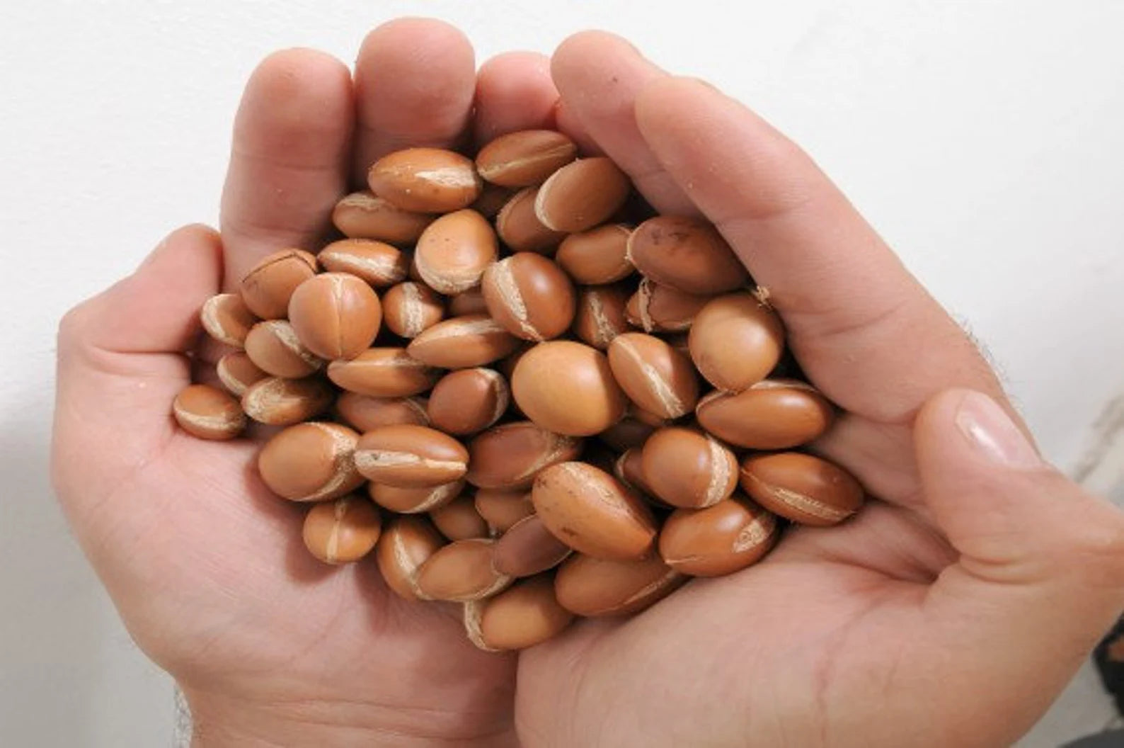 Moroccan Argan seeds grow edible nuts home gardening