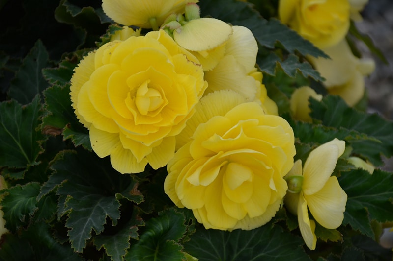 Semi di fiore di begonia verde-giallo, fioriture uniche e vivaci, non OGM
