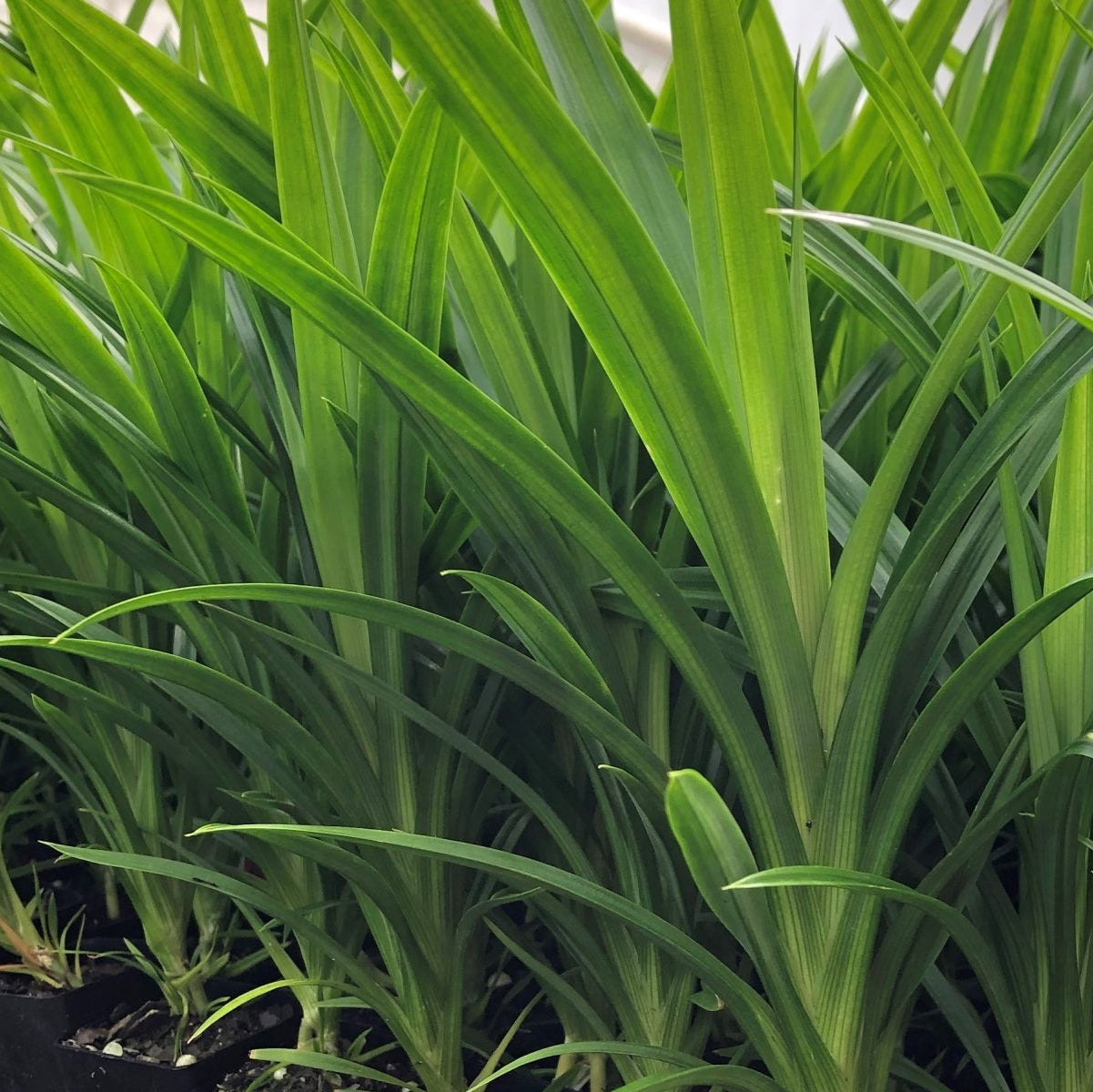 Semillas frescas de pandan, Pandanus Amaryllifolius, semillas de Vietnam para uso culinario
