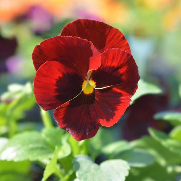 Semi di fiore Viola rossa, fioriture audaci e vibranti, facili da coltivare, non OGM