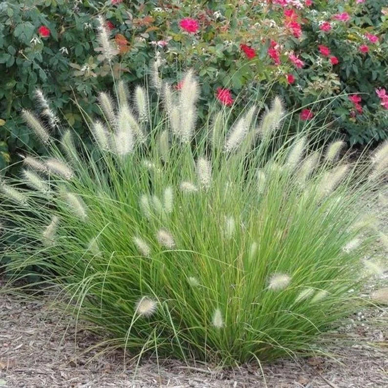 Semillas de flores ornamentales de Pennisetum villosum, hierba de fuente blanca