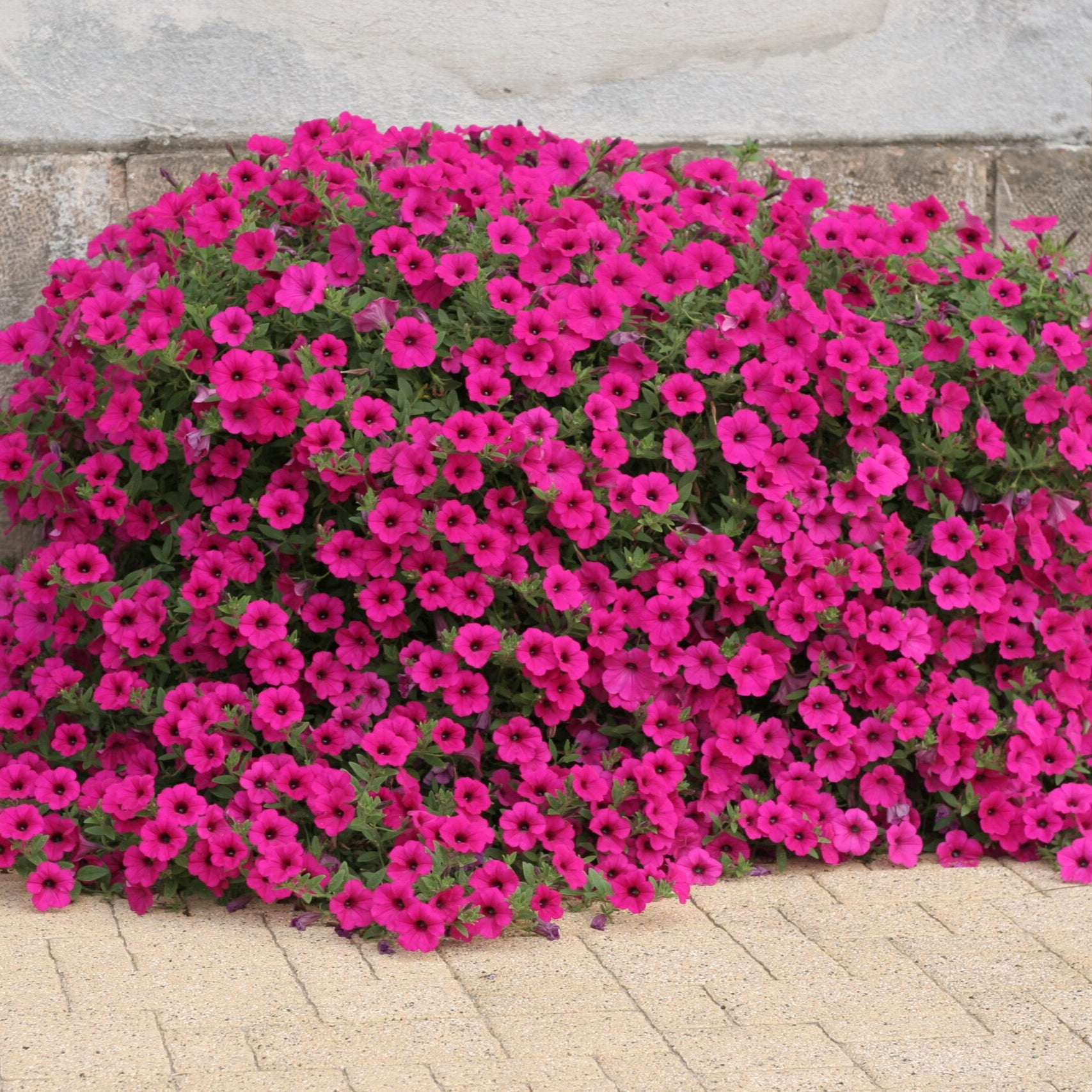 Semillas de flor Petunia de terciopelo púrpura para jardinería y plantación