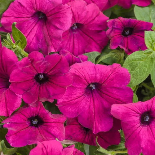 Semillas de Petunia Magenta – Flores Audaces y Vibrantes para Jardines y Cestas Colgantes