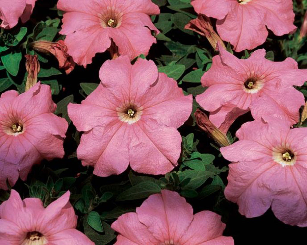 Salmon Petunia Seeds – Soft, Rosy-Orange Blooms for Gardens & Containers