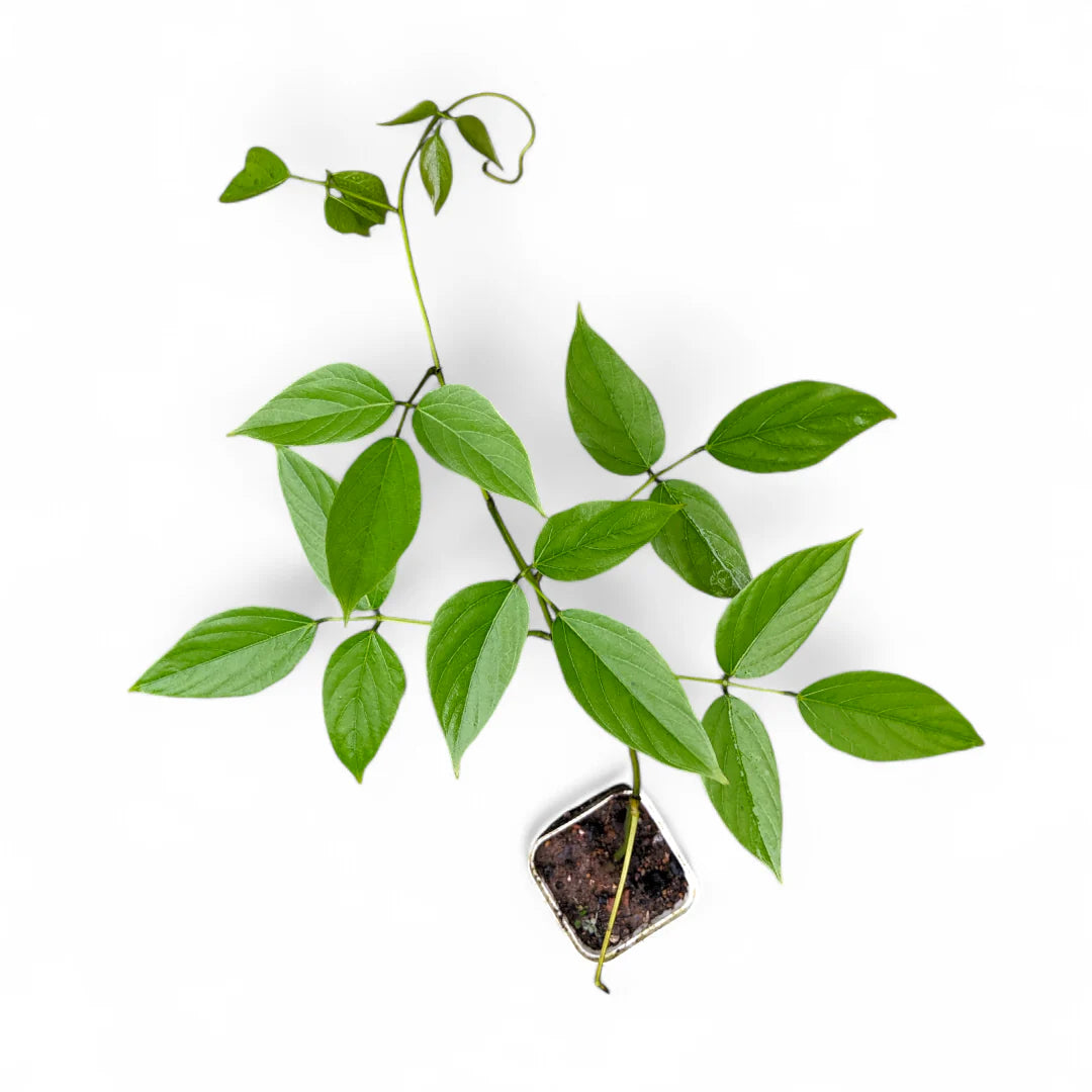 植え付け用ヒスイカズラの種子(Strongylodon Macrobotrys)