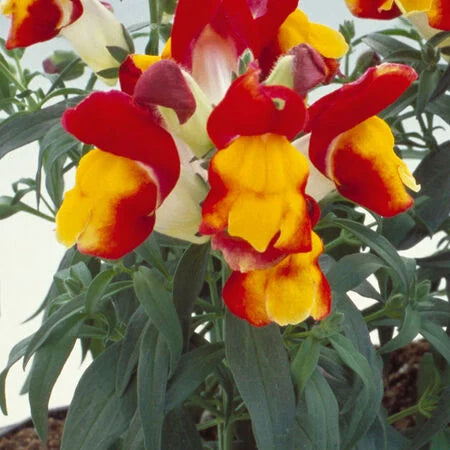 Bi-Color Red & Yellow Snapdragon Flower Seeds – Vibrant & Unique Blooms