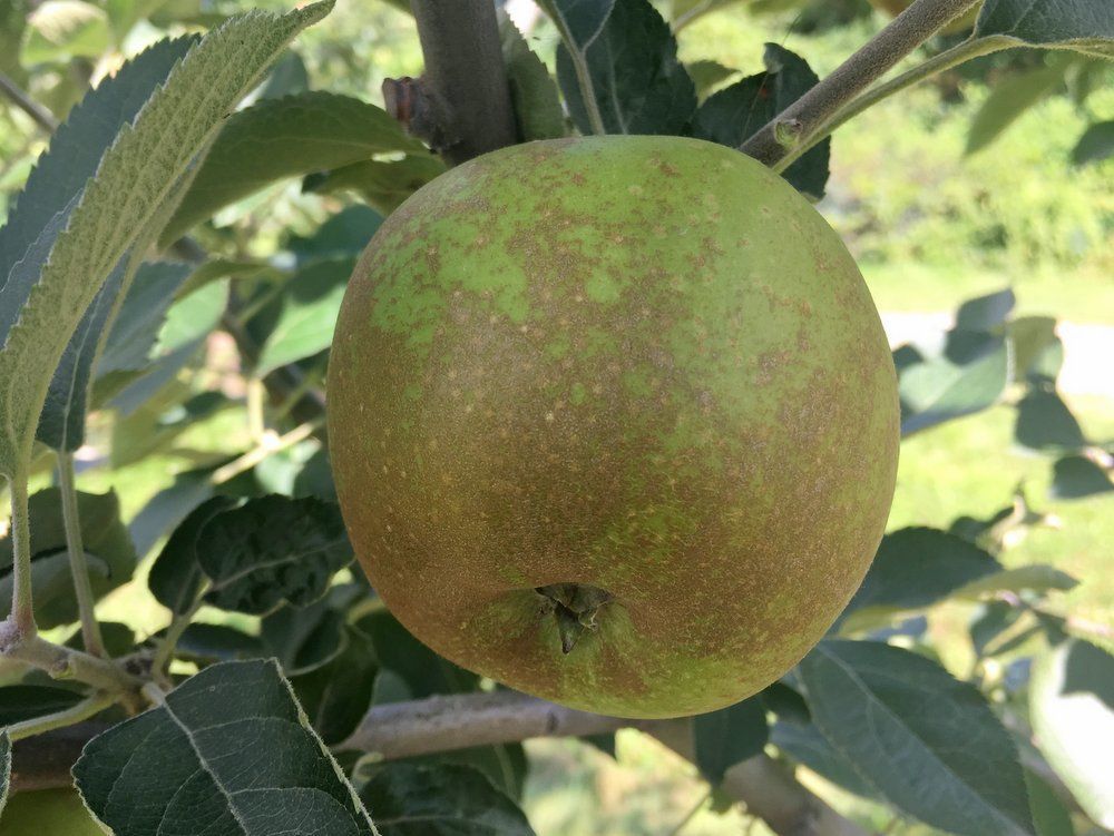 Semillas de manzana Roxbury Russet para plantar – piel dorado-marrón, manzanas heredadas picantes y dulces