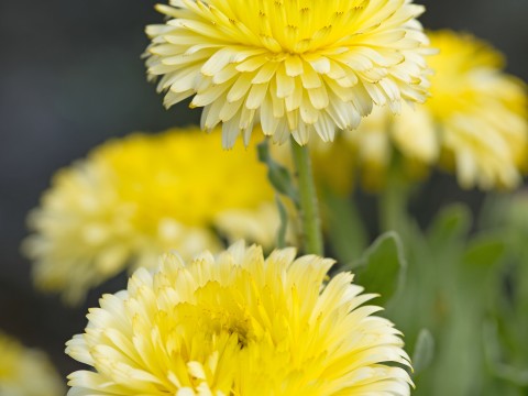 Graines de fleur de calendula jaune citron, lumineuses et joyeuses, non-OGM