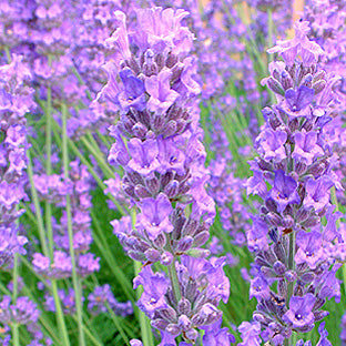 Lavandin (Lavandula × intermedia) Seeds – Highly Fragrant Blooms for Gardens & Aromatherapy