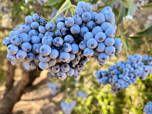 Semillas de fruta de saúco azul