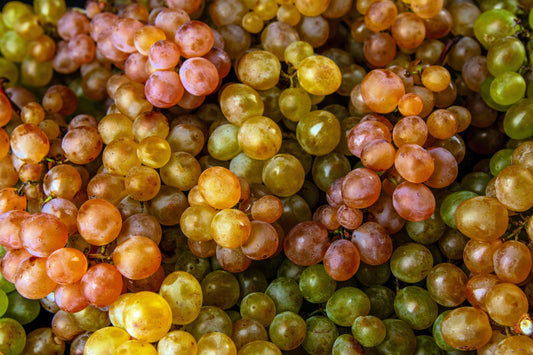 Semillas de vid de uva para vino (Vitis vinifera) – Semillas de vid de fruta de colores mixtos nacionales