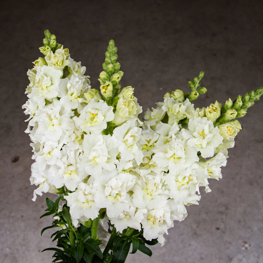 Creamy White Snapdragon Flower Seeds – Elegant & Delicate Blooms for Gardens