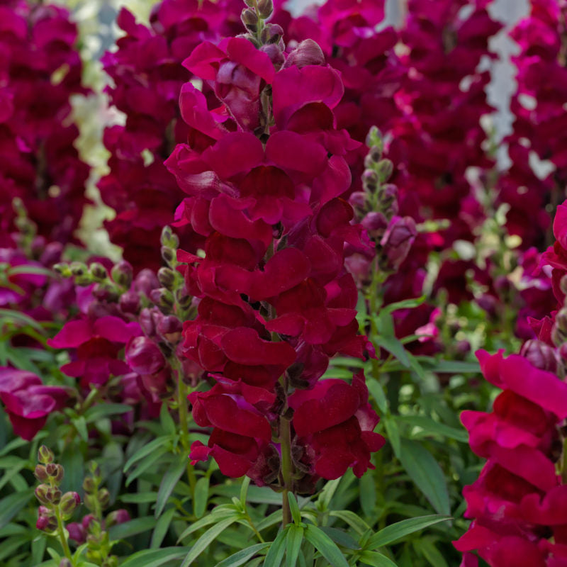 Magenta Snapdragon Flower Seeds , Bold & Vibrant Garden Blooms