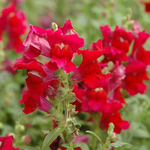 錆びた赤のキンギョソウの種 – 鮮やかな庭のための大胆でユニークな花