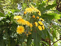Sonchus Fruticosus Seeds (Madeiran Tree Daisy Seeds) - Hardy Perennial for Home Gardens