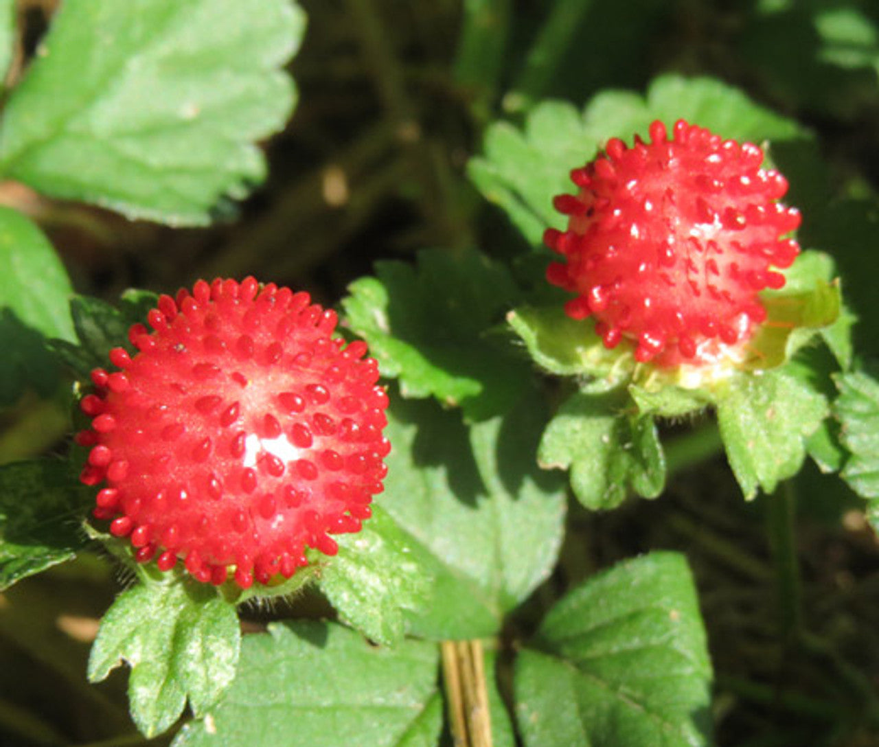 Red Indian Tutti Frutti Strawberry Plant with Leaves