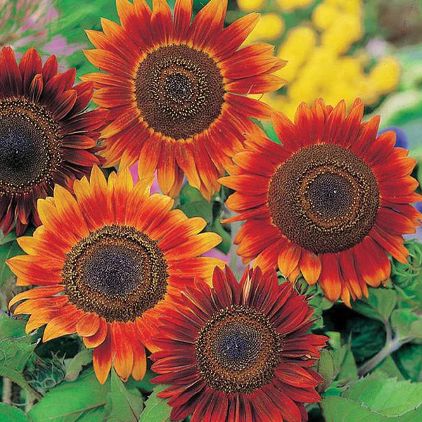Semillas de Girasol de Bronce – Flores Cálidas y Cobrizas para Jardines y Paisajes