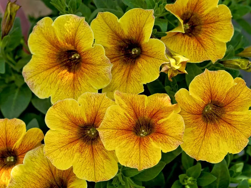 Graines de pétunia jaune doré – Fleurs lumineuses et joyeuses pour jardins et contenants