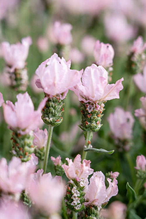 Semillas de lavanda rosa rubor – flores pastel suaves para jardines fragantes y ramos