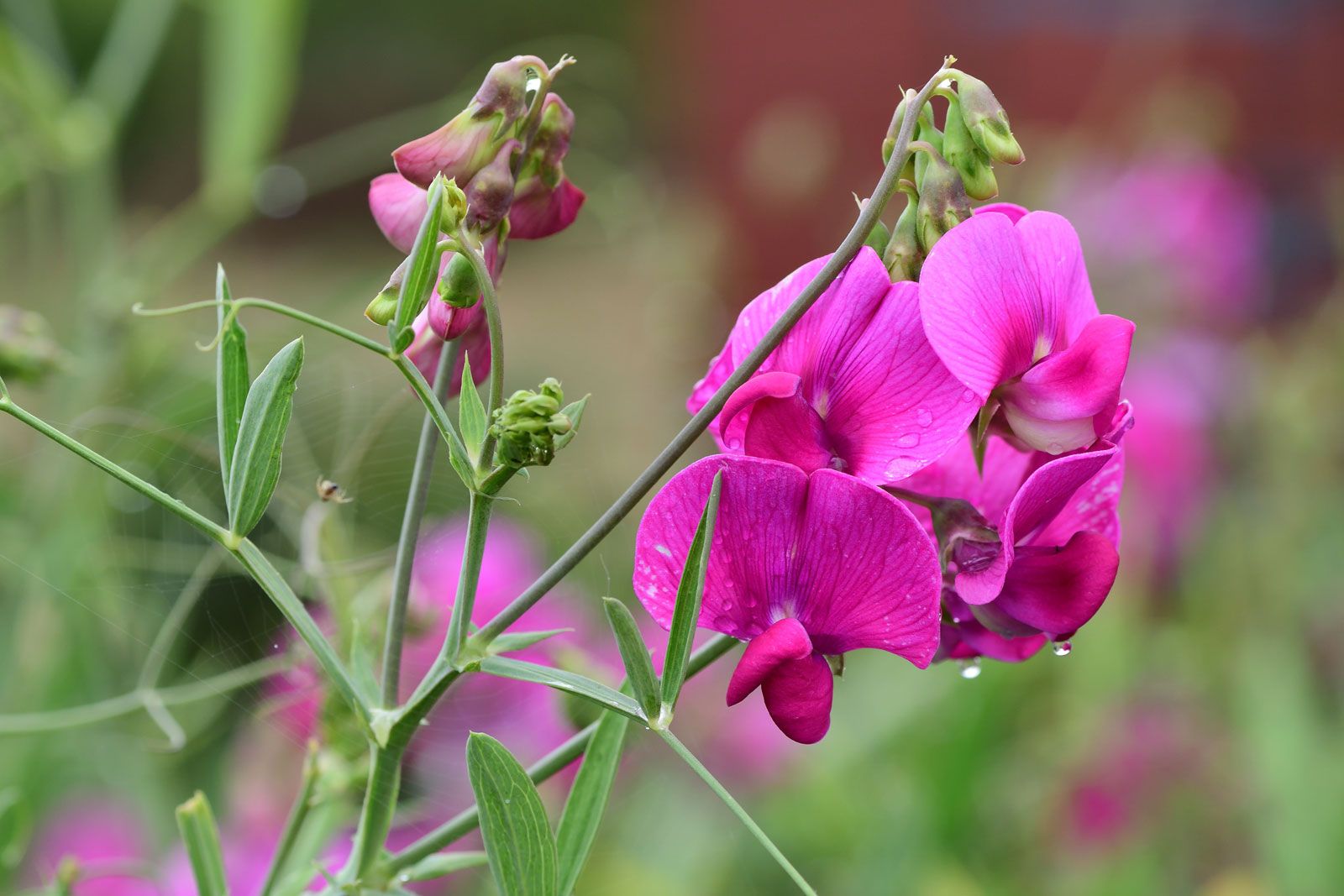 Semillas de flores Sweet Pea (alto) Old Times para plantar, clásicas, fragantes guisantes dulces altos para una exhibición de jardín atemporal