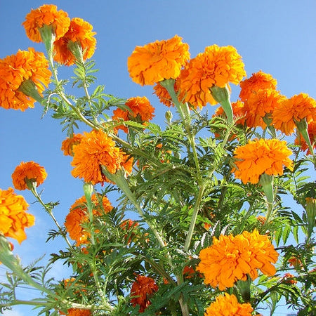 Semillas de Tagetes erecta de caléndula africana, flores grandes y vibrantes para jardines