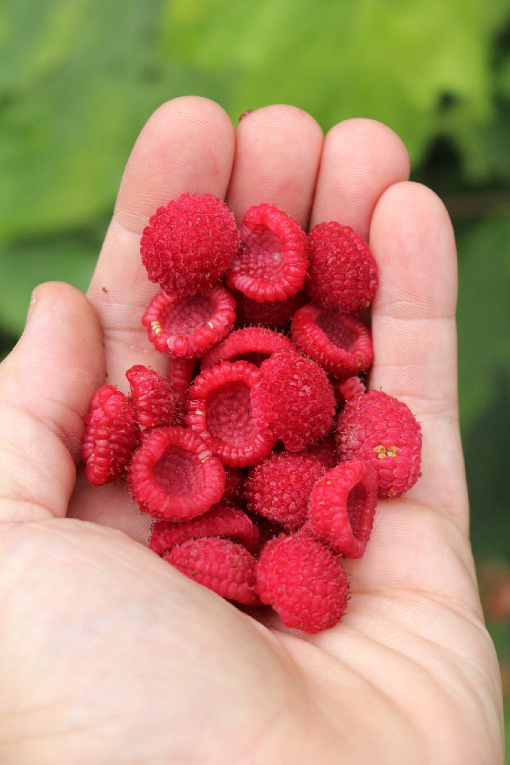Thimbleberry Shrub with Large Velvety Leaves