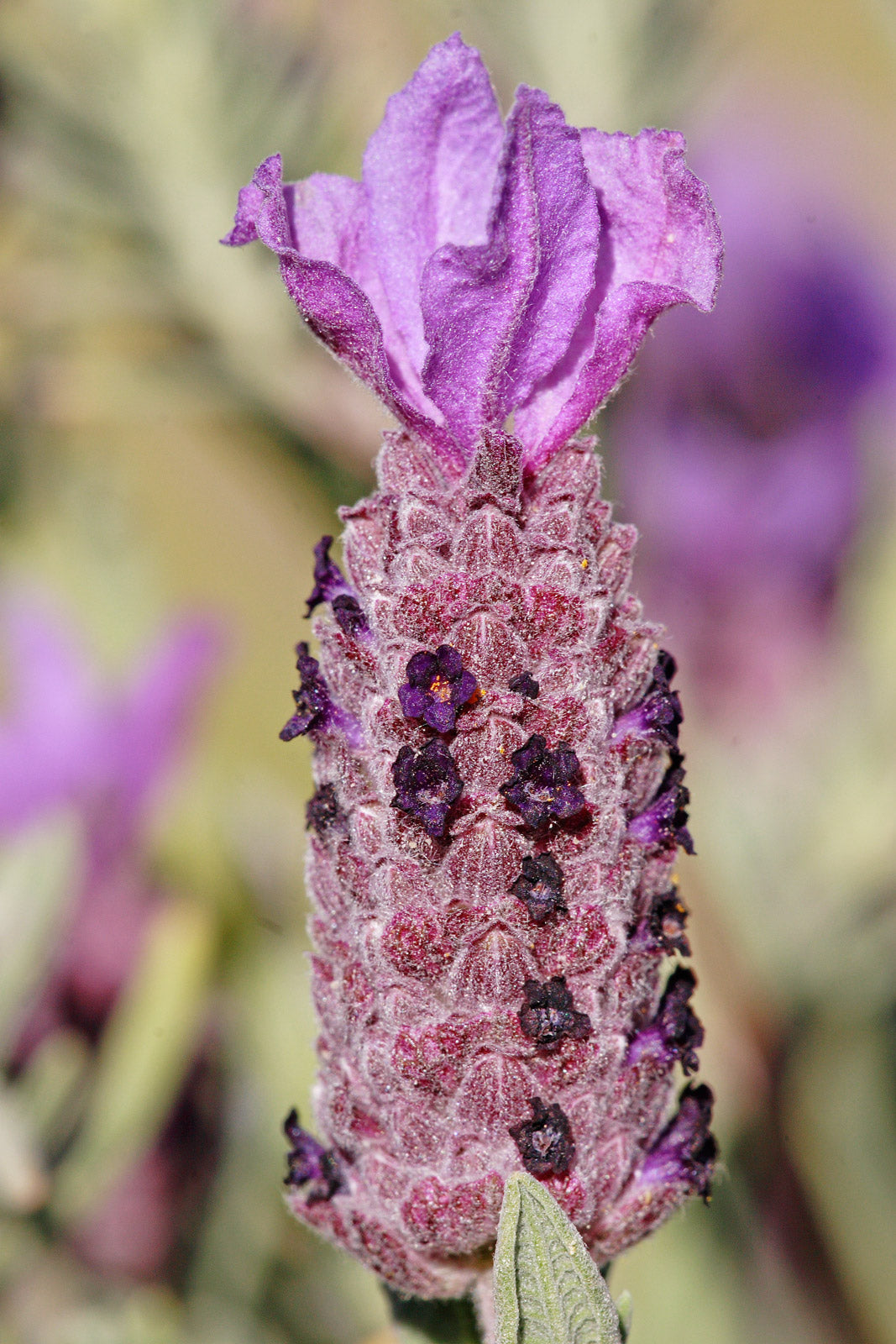 Semillas de Lavanda Española (Lavandula stoechas) – Flores Únicas y Fragantes para Jardines