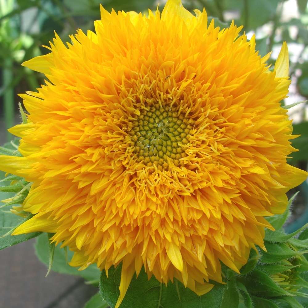 Semillas de Girasol Oso de Peluche – Flores Esponjosas de Doble Pétalo para Jardines y Ramos